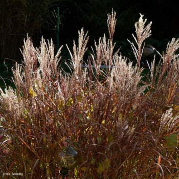 Miscanthus sin. 'Ferner Osten'  Pot 9 