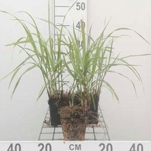 Miscanthus sin. 'Hermann Müssell'  Pot 9 