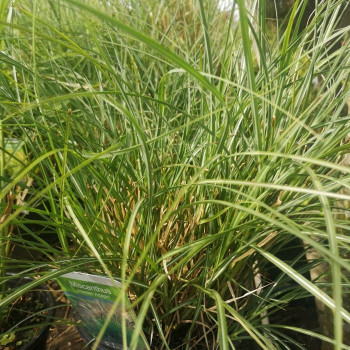 Miscanthus sin. 'Adagio'  Pot 9 