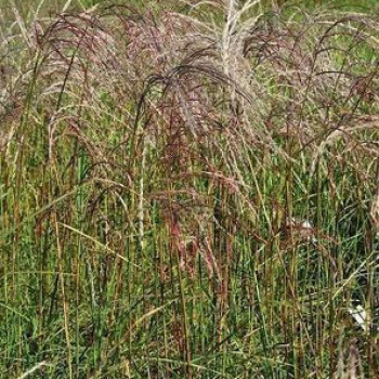 Miscanthus sin. 'Flamingo'  Pot 9 