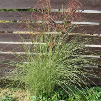 Miscanthus sin. 'Gracillimus'  CT 2 litres 