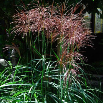 Miscanthus sin. 'Malepartus'  CT 3 litres 