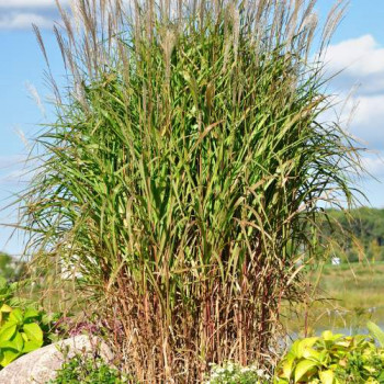 Miscanthus sin. purpurascens  CT 3 litres 