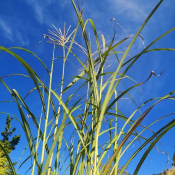 Miscanthus sin. 'Silberfeder'  Pot 9 