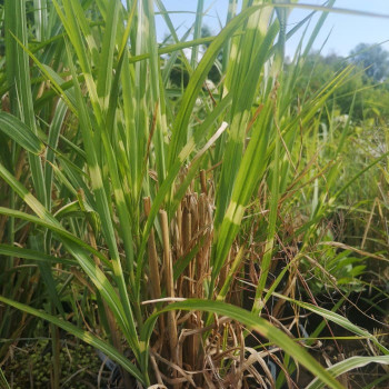 Miscanthus sin. 'Strictus'  CT 3 litres 