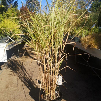 Miscanthus sin. 'Variegatus'  CT 3 litres 