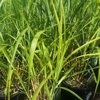 Miscanthus sin. 'Zebrinus'  Pot 9 