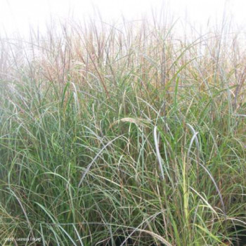 Miscanthus sin. 'Kleine Fontäne'  Pot 9 