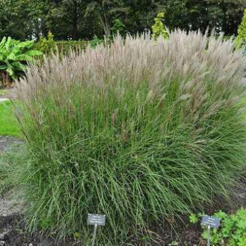 Miscanthus sin. 'Kleine Silberspinne'  CT 3 litres 