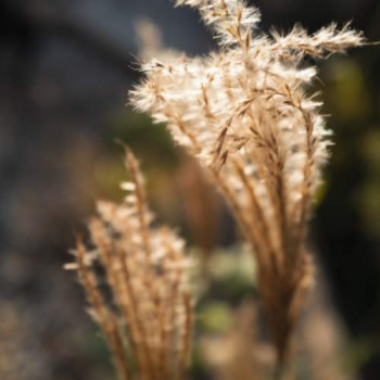 Miscanthus sin. 'Red Chief'  Pot 9 