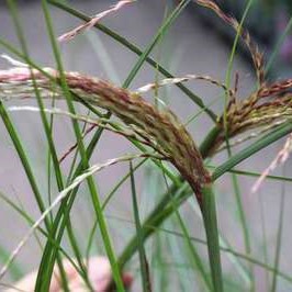 Miscanthus sin. 'Red Cloud'®  CT 7,5 litres 