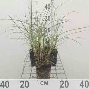 Miscanthus sin. 'Yaku Jima' (='yakush. dwarf')  Pot 9 