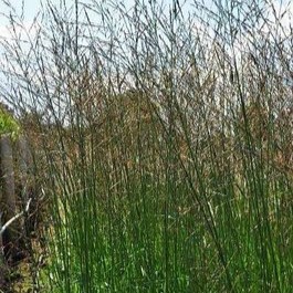 Molinia arund. 'Karl Foerster'  CT 3 litres 