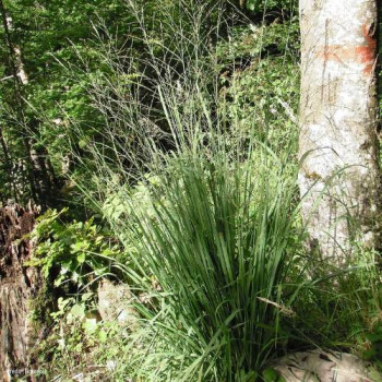 Molinia arundinacea (= altissima)  Pot 9 