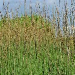 Molinia caer. 'Heidebraut'  CT 3 litres 