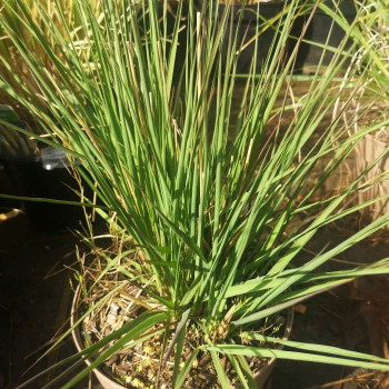 Molinia caer. 'Edith dudszus'  Pot 9 