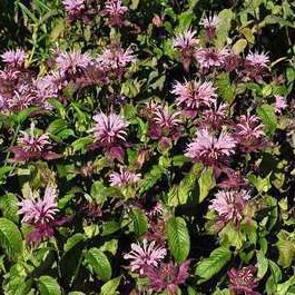 Monarda hybr. 'Beauty of Cobham'  Pot 9 