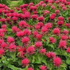 Monarda hybr. 'Cambridge Scarlet'  Pot 9 
