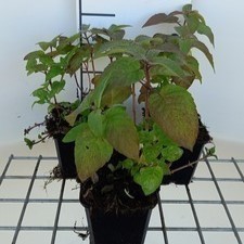 Monarda hybr. 'Croftway Pink'  Pot 9 