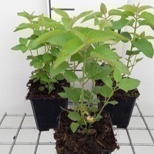 Monarda hybr. 'Elsie's Lavender'  Pot 9 