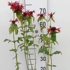 Monarda hybr. 'Gardenview Scarlet'  Pot 9 