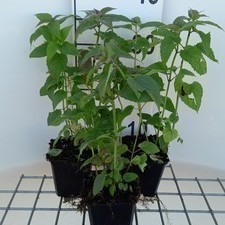 Monarda hybr. 'Marshall's delight'  Pot 9 