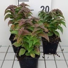 Monarda hybr. 'Petite delight'  Pot 9 