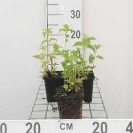 Monarda hybr. 'Prärienacht'  Pot 9 