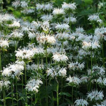 Monarda hybr. 'Schneewittchen'  Pot 9 