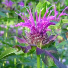 Monarda hybr. 'Scorpion'  Pot 9 