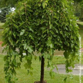 Morus alba 'Pendula' Tige 10/12 CT 30 litres 