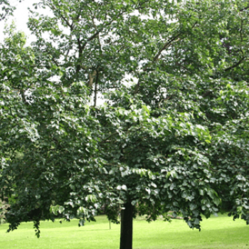 Morus platanifolia 'Fruitless' Demi-tige 8/10 CT 18 litres 