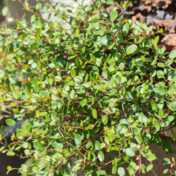 Muehlenbeckia axillaris ( complexa)  Pot 9 