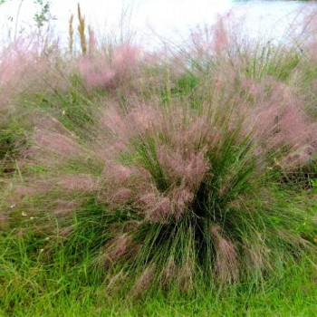 Muhlenbergia capillaris  Pot 9 