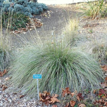 Muhlenbergia rigens  Pot 9 