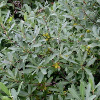 Myrica gale 0.50 à 0.60 m CT 12 litres 