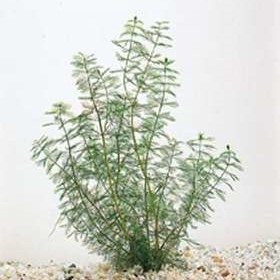Myriophyllum spicatum  Pot 9 