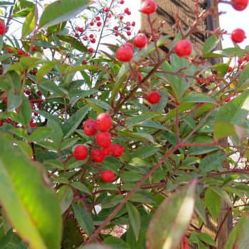 Nandina domestica 0.50 à 0.60 m CT 5 litres 
