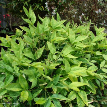 Nandina dom. 'Magical Lemon And Lime'® 0.25 à 0.30 m CT 