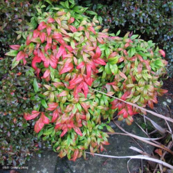 Nandina dom. 'Firepower' 0.25 à 0.30 m Cont. 