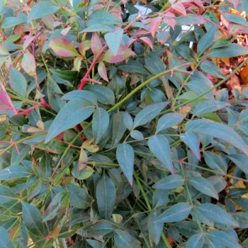 Nandina dom. 'Gulfstream' 0.30 à 0.40 m Cont. 