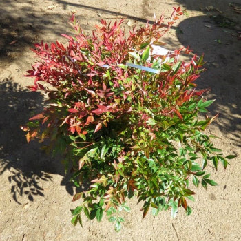 Nandina dom. 'Obsessed'® 0.25 à 0.30 m Cont. 