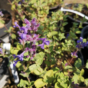 Nepeta faassenii  CT 2 litres 