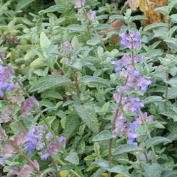Nepeta mussinii  POT 8 