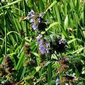 Nepeta subsessilis  Pot 9 