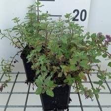 Nepeta faas. 'Blue Wonder'  Pot 9 