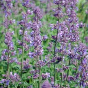 Nepeta faas. 'Six Hills Giant'  CT 2 litres 