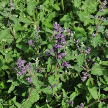Nepeta faas. 'Walker's Low'  Pot 9 