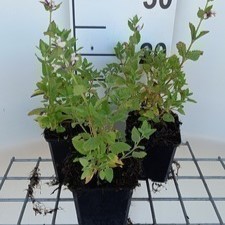Nepeta grand. 'Dawn To dusk'  Pot 9 
