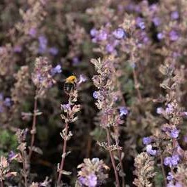 Nepeta hybr. 'Purrsian Blue'  Pot 9 